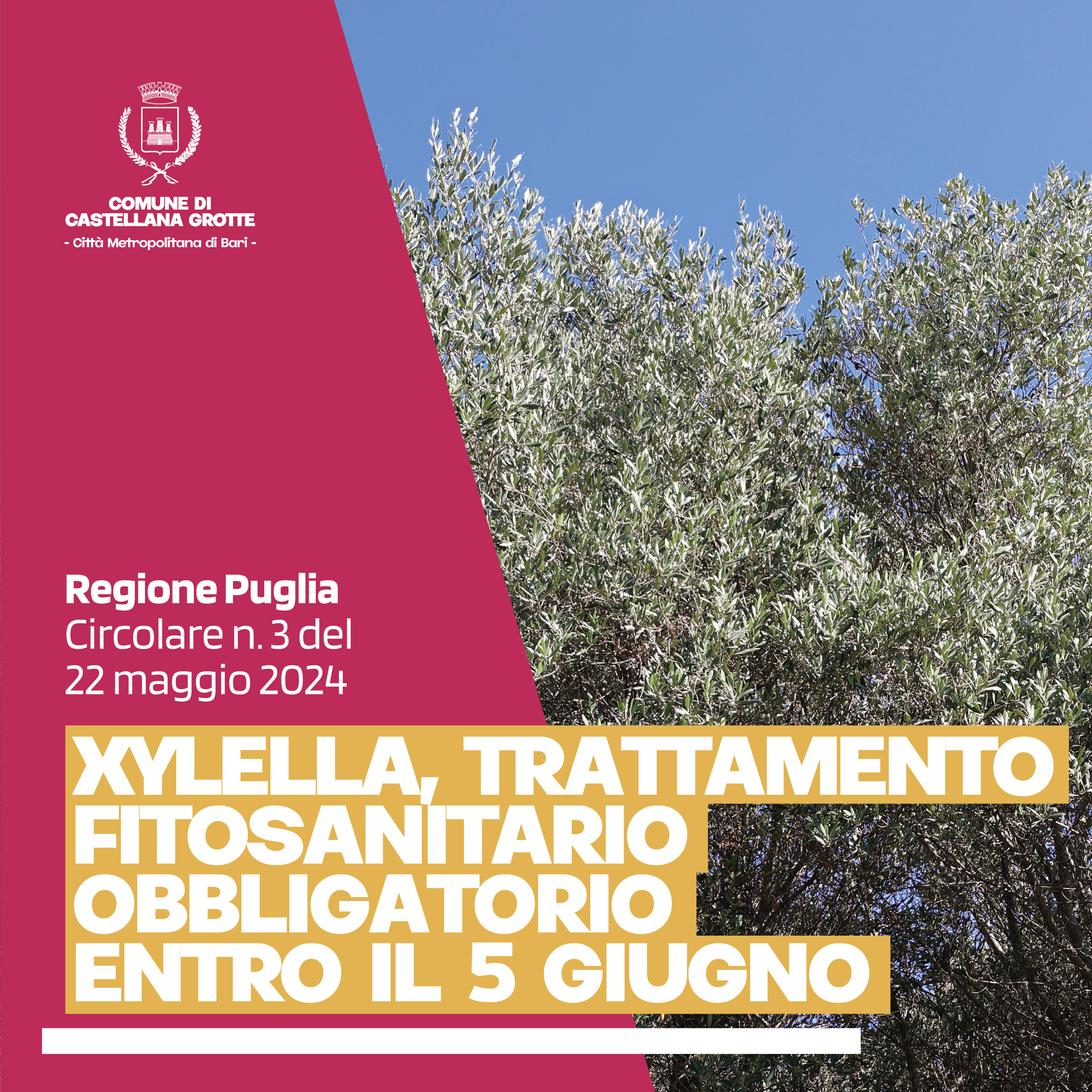 castellana_xylella_circolare3